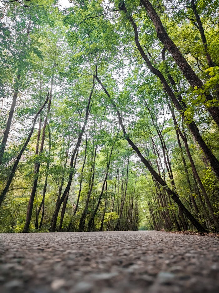 Discover tranquility on a scenic road surrounded by lush green trees in Mazandaran Province, Iran.